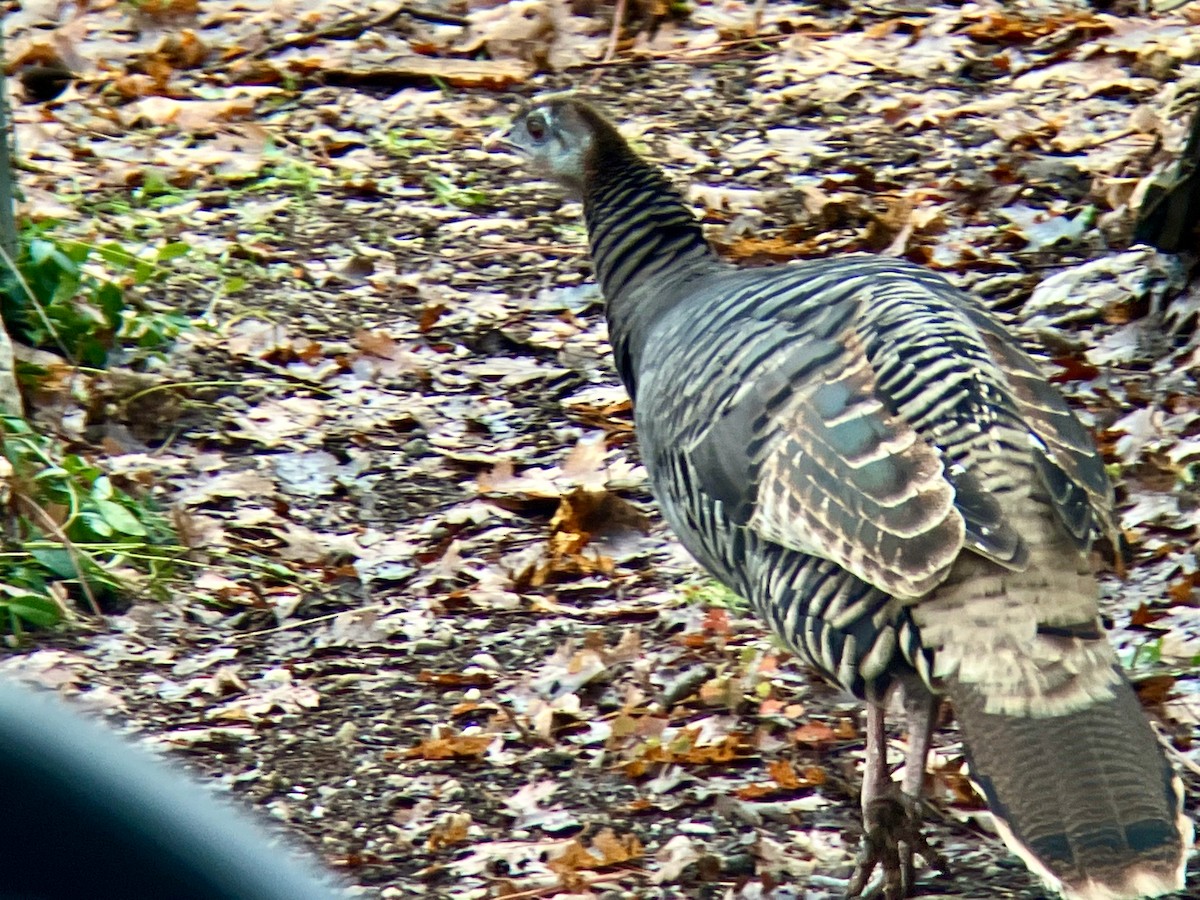 Wild Turkey - ML525338451