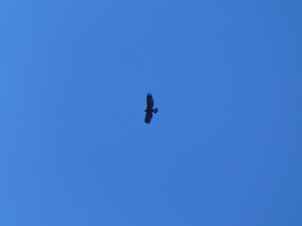 Golden Eagle - ML525338791