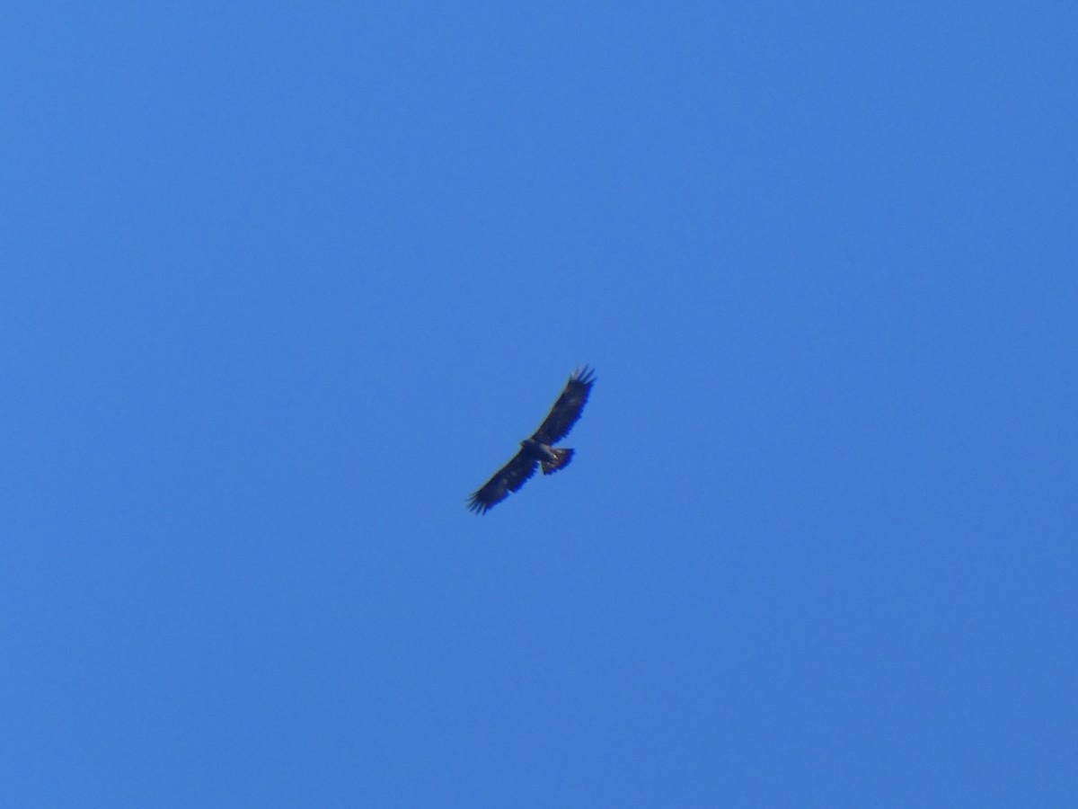 Golden Eagle - ML525338811