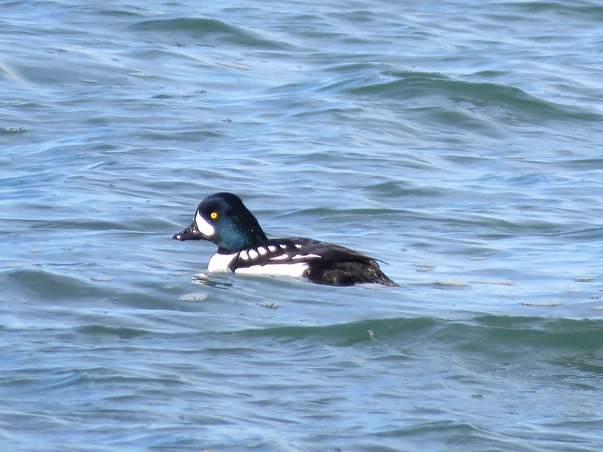 Barrow's Goldeneye - ML525339931