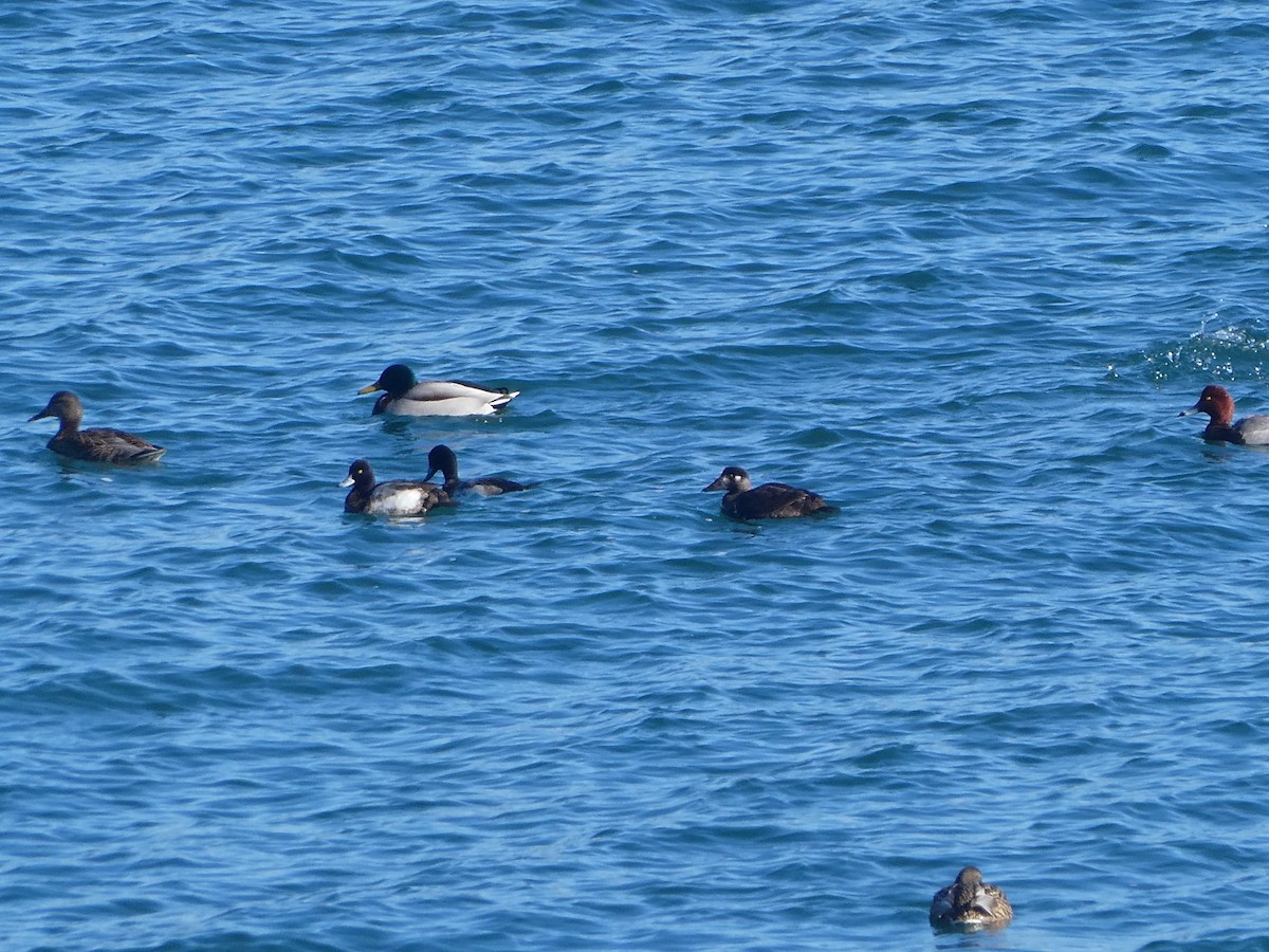 Lesser Scaup - ML525340111