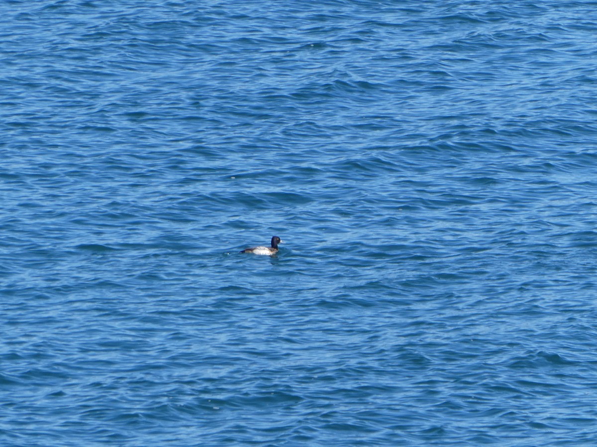 Lesser Scaup - ML525340221