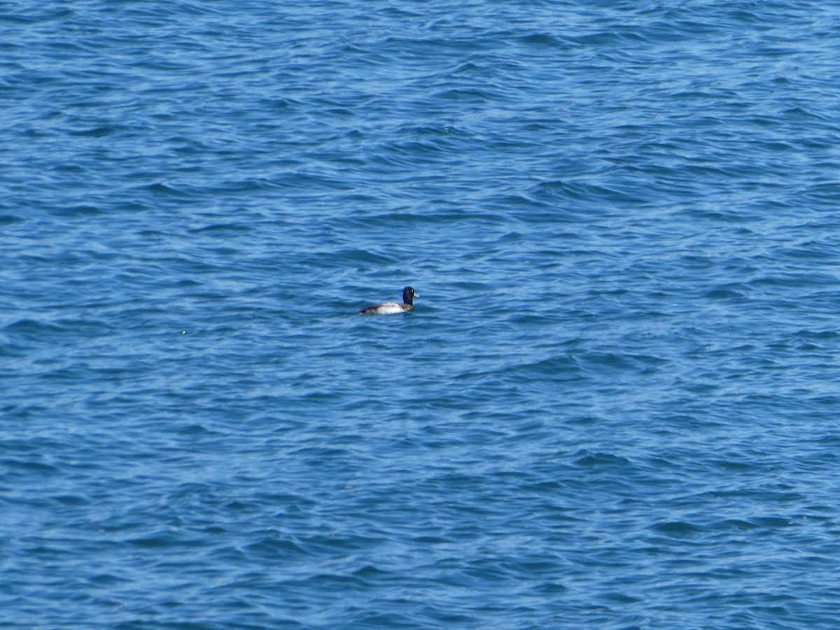 Lesser Scaup - ML525340231