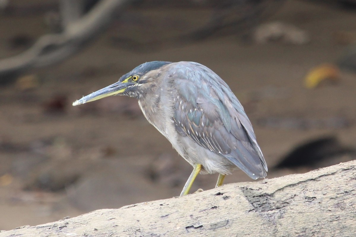 Striated Heron - ML525340681