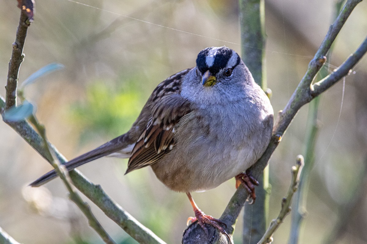 Bruant à couronne blanche - ML525340871