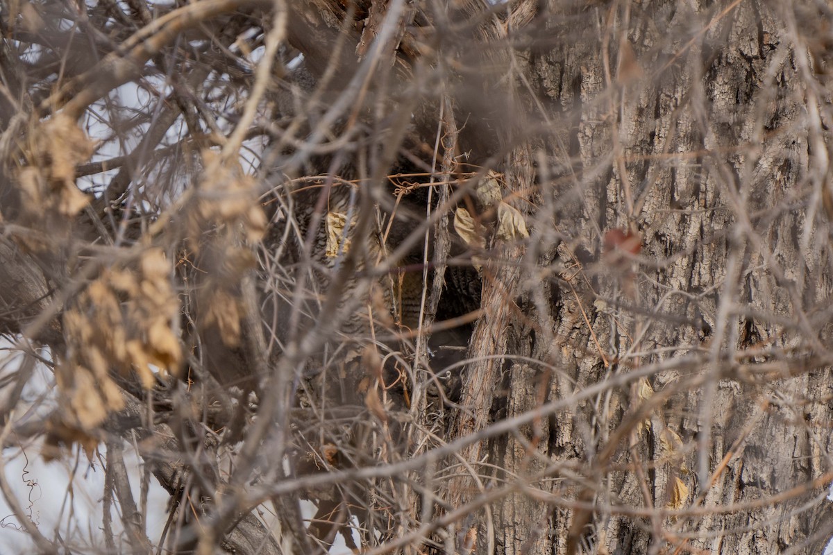 Great Horned Owl - ML525341011