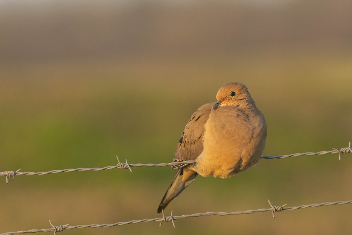 Mourning Dove - Jack Rogers