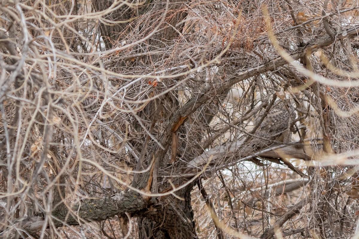 Great Horned Owl - ML525341461