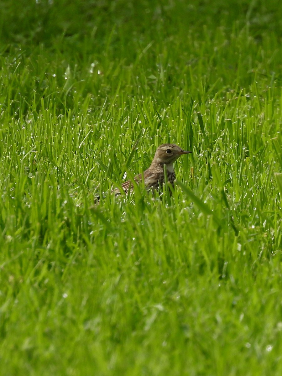 American Pipit - ML525343071