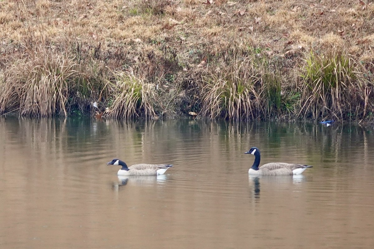 Canada Goose - ML525343131