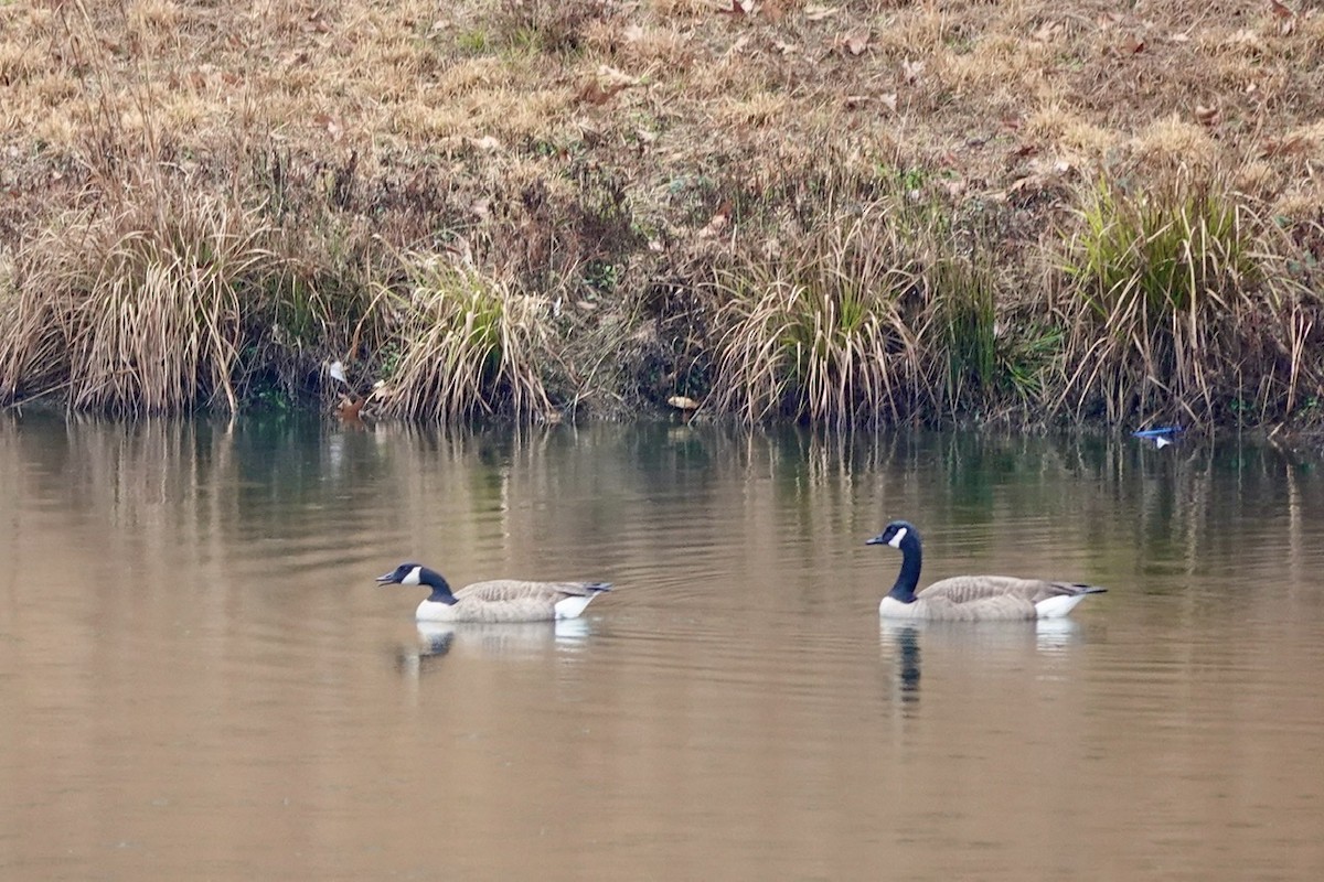 Canada Goose - Fleeta Chauvigne