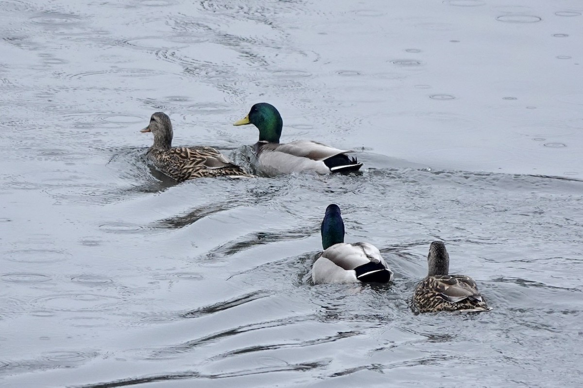 Mallard - Fleeta Chauvigne