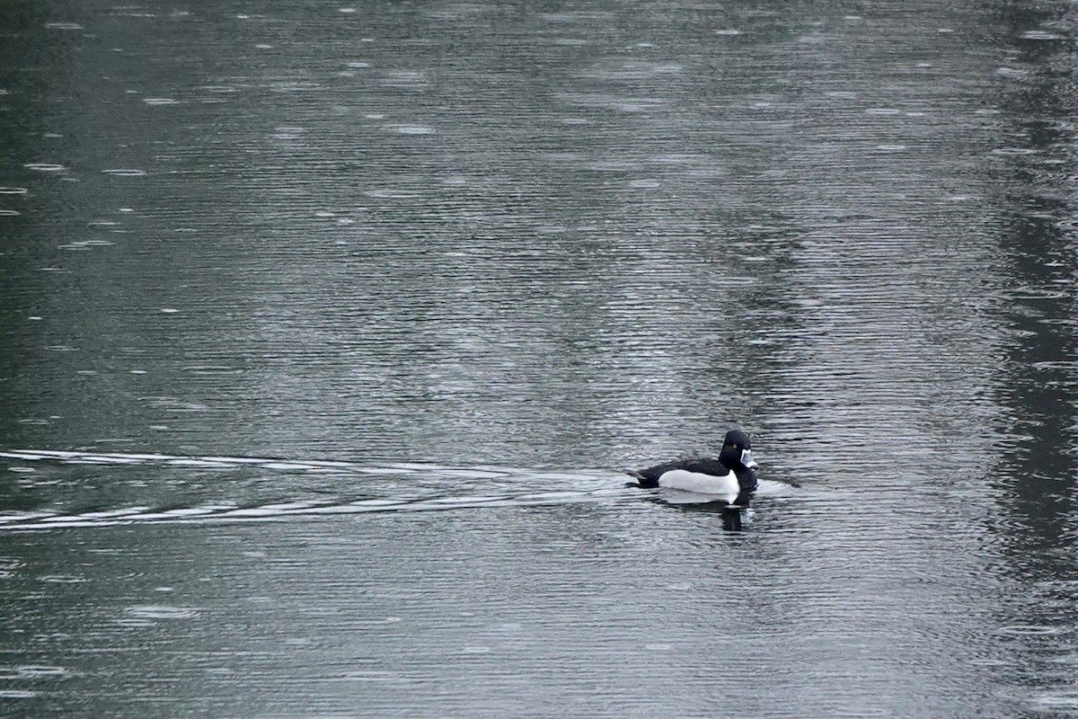 Ring-necked Duck - ML525343651