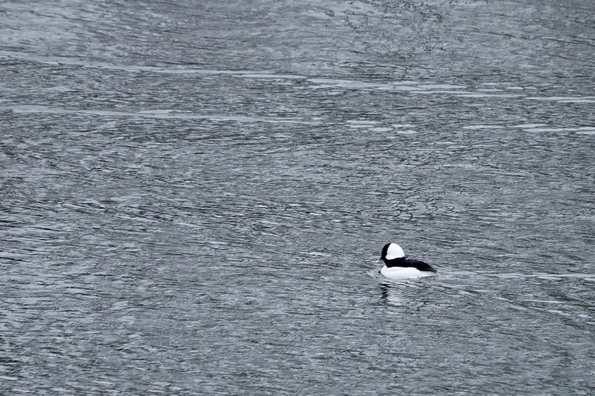 Bufflehead - Fleeta Chauvigne