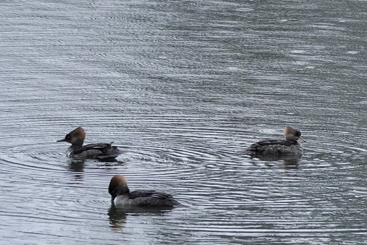 Hooded Merganser - ML525343761