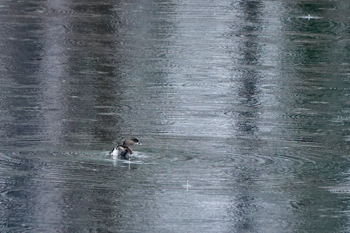 Pied-billed Grebe - ML525343861