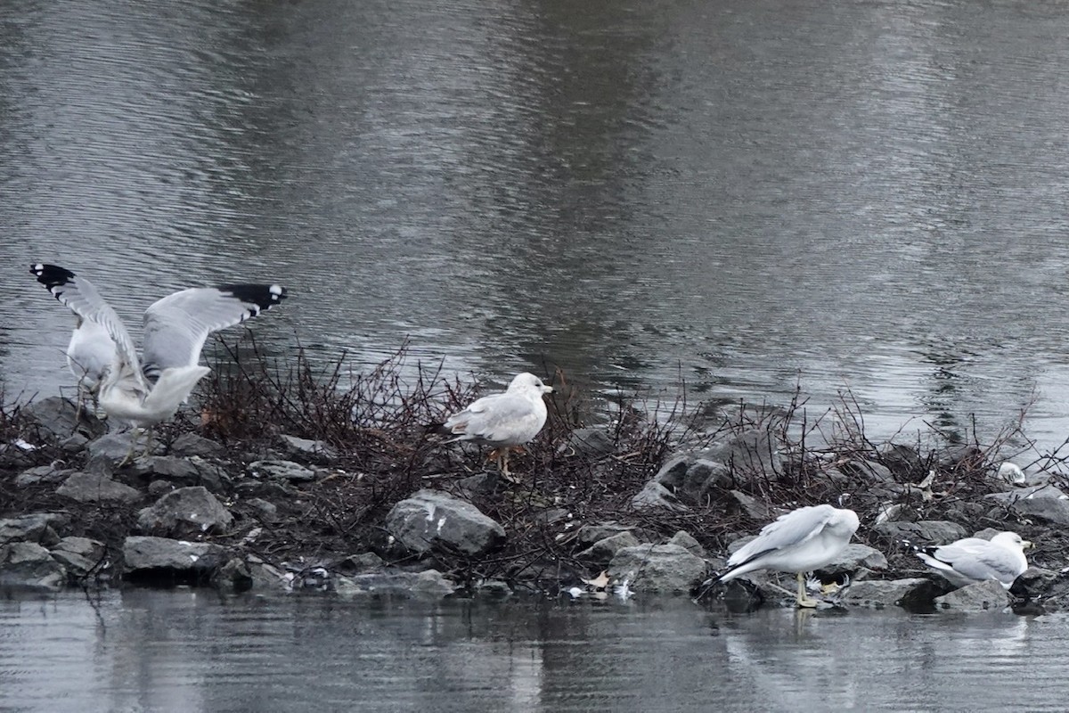 Ring-billed Gull - ML525343921