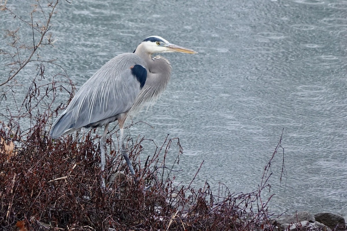 Great Blue Heron - ML525344031