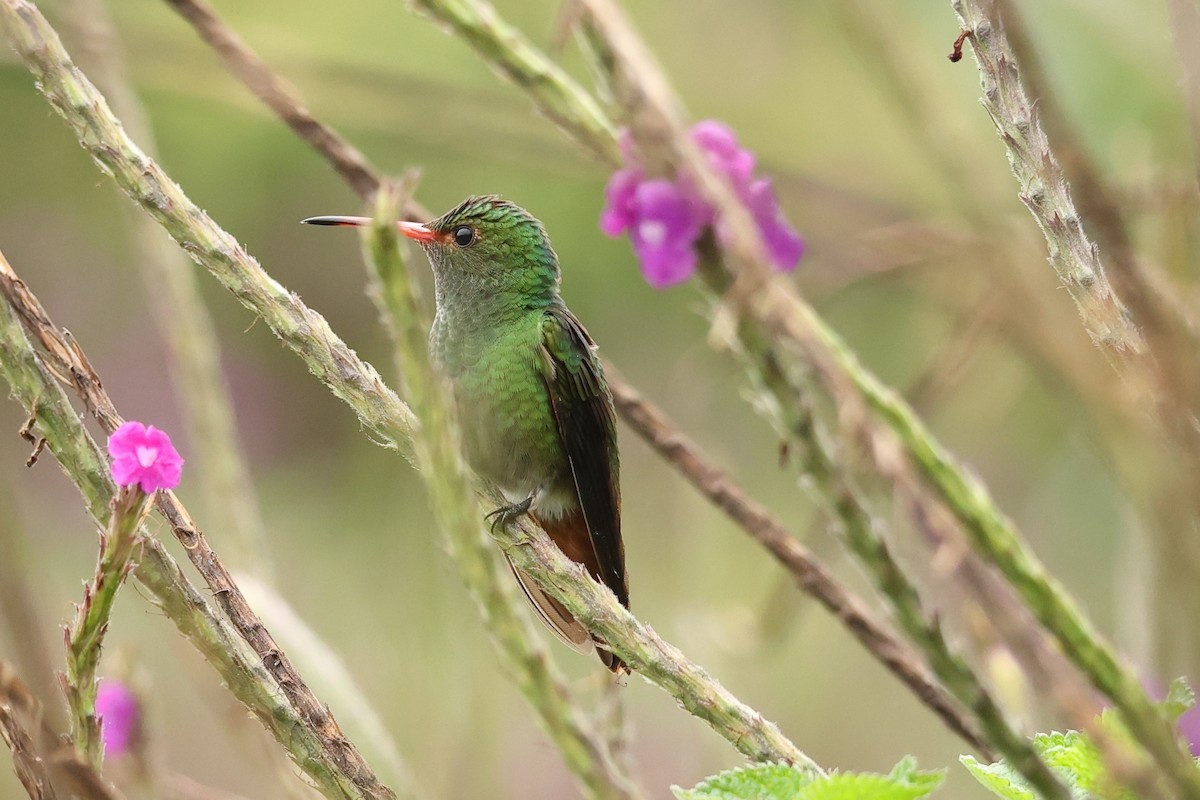 Rufous-tailed Hummingbird - ML525345001