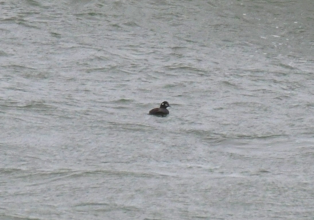 Harlequin Duck - ML525346631