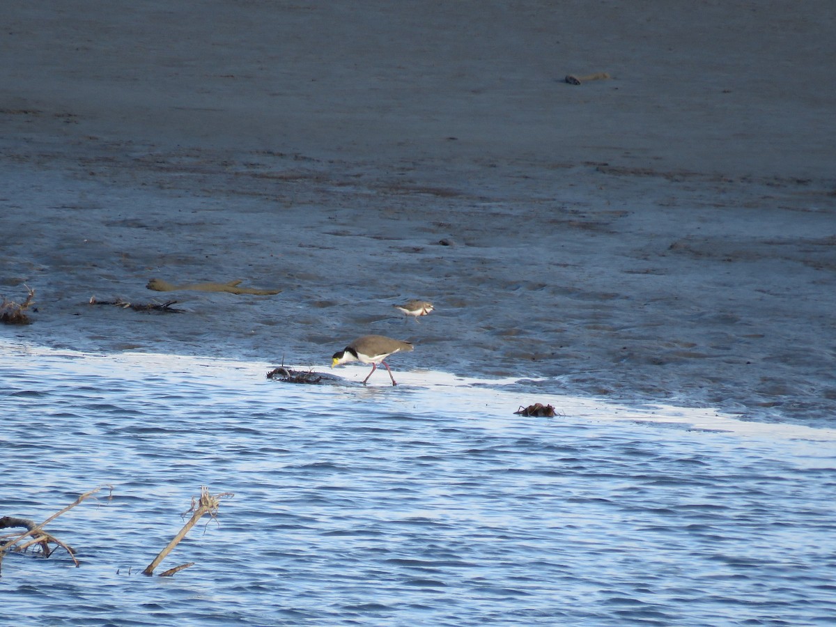 Double-banded Plover - ML525346751