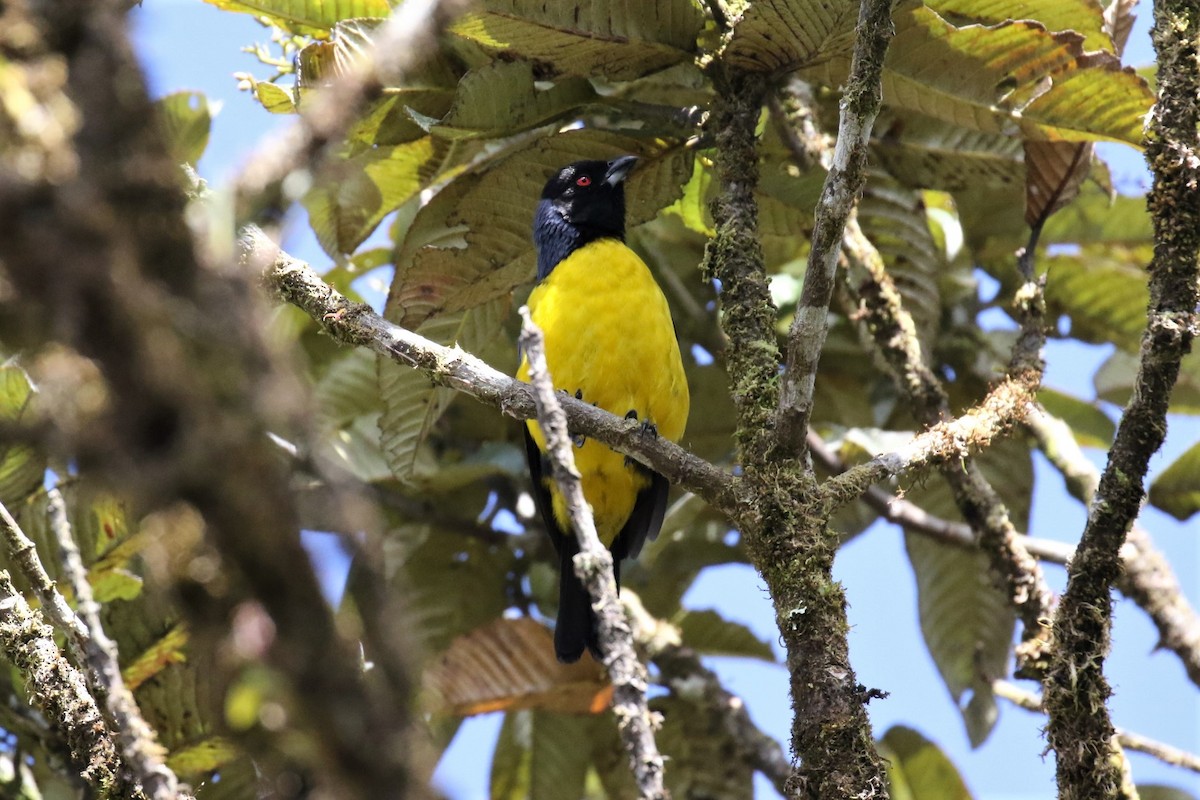 Hooded Mountain Tanager - ML525347131