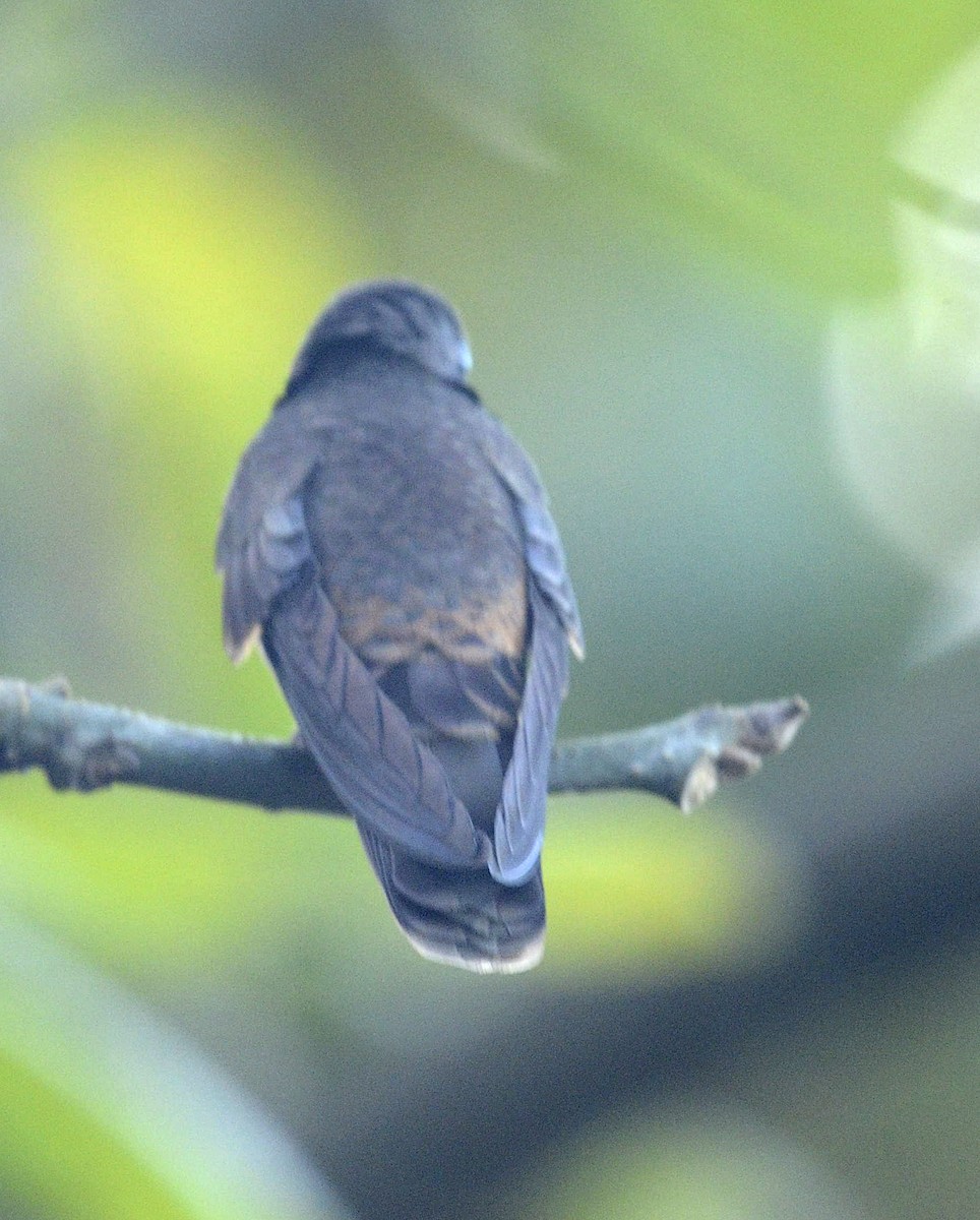 kolibřík fialovouchý - ML525347241