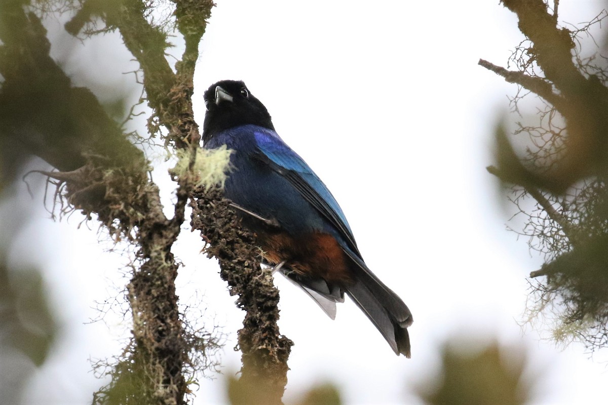 Golden-crowned Tanager - ML525347301