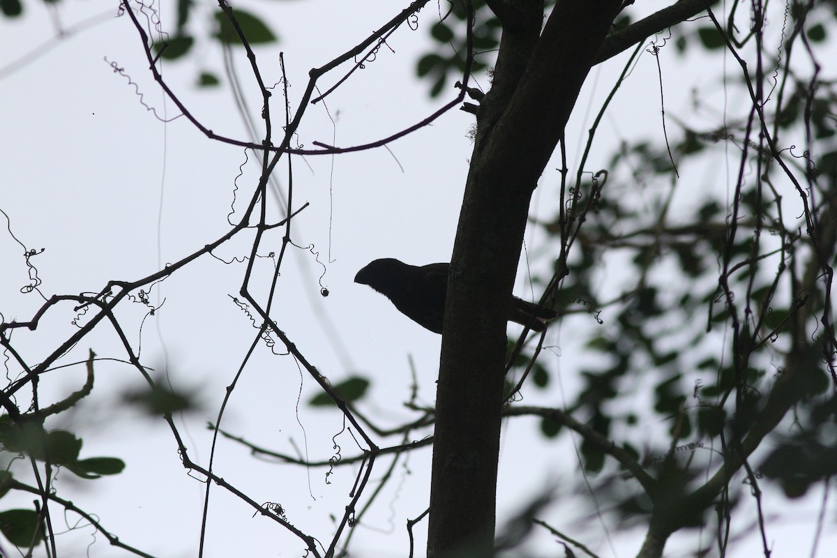 Vegetarian Finch - ML525347371