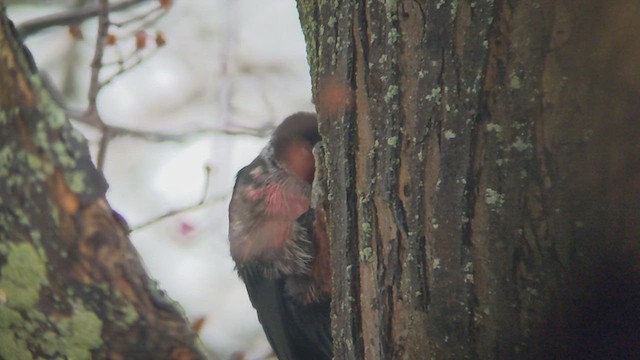 Lewis's Woodpecker - ML525347481