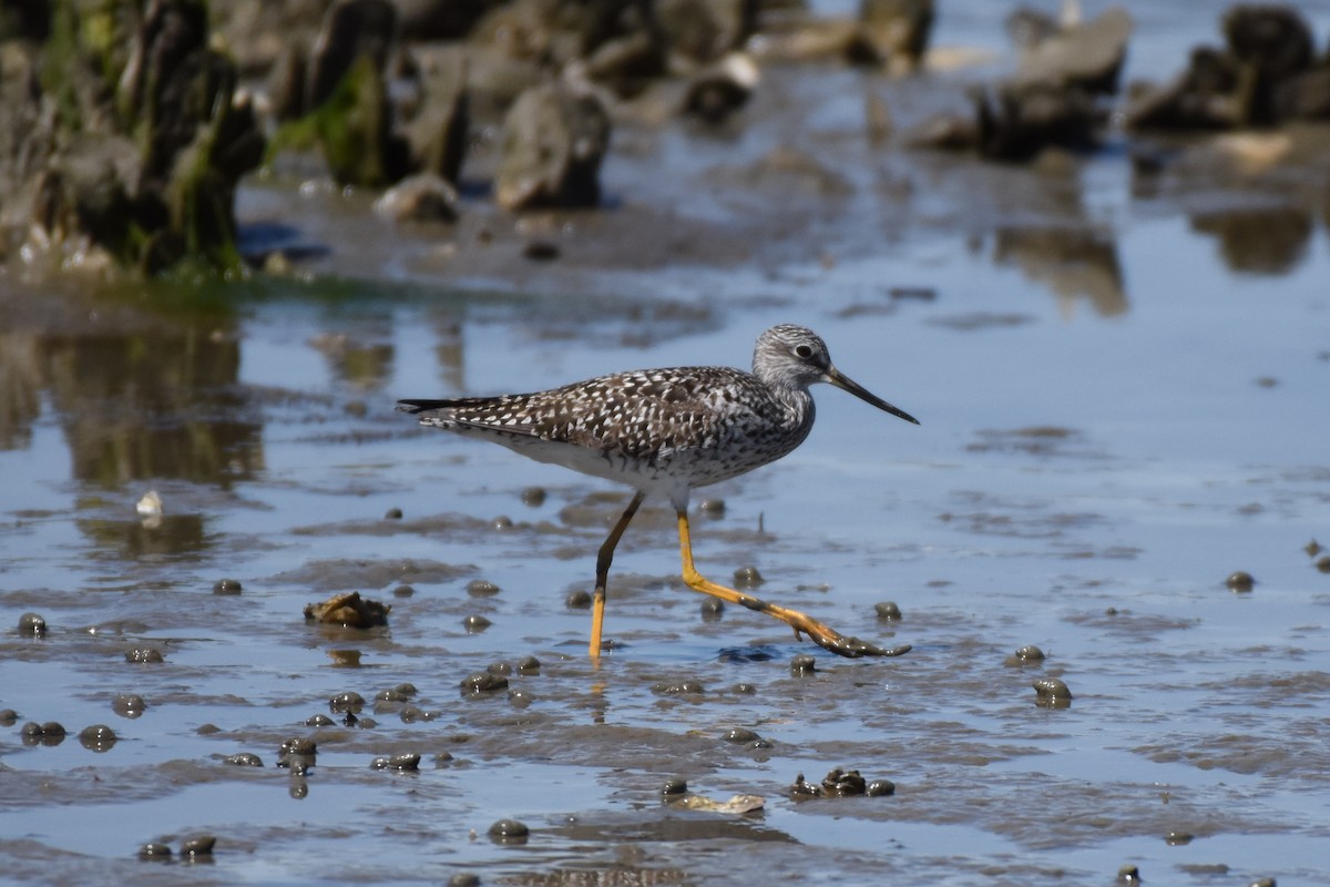 Greater Yellowlegs - ML525347731