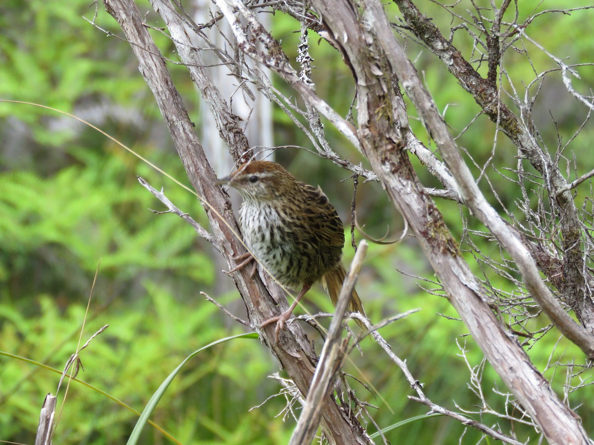 New Zealand Fernbird - ML525348141