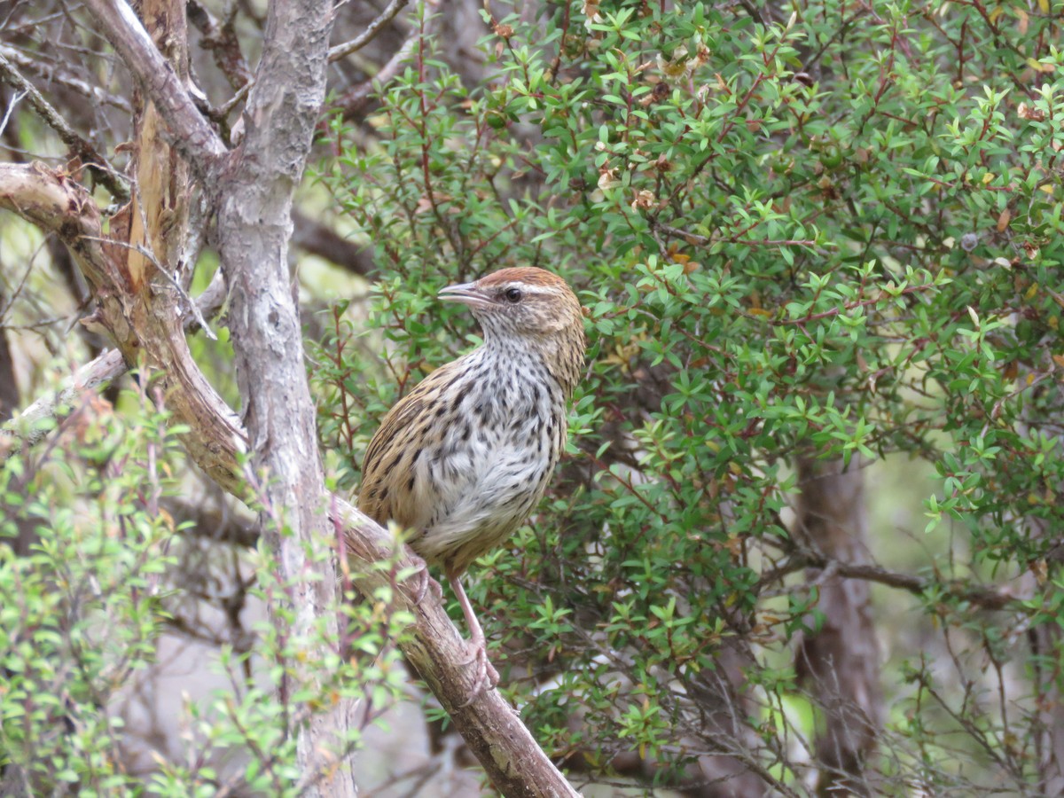 New Zealand Fernbird - ML525348151