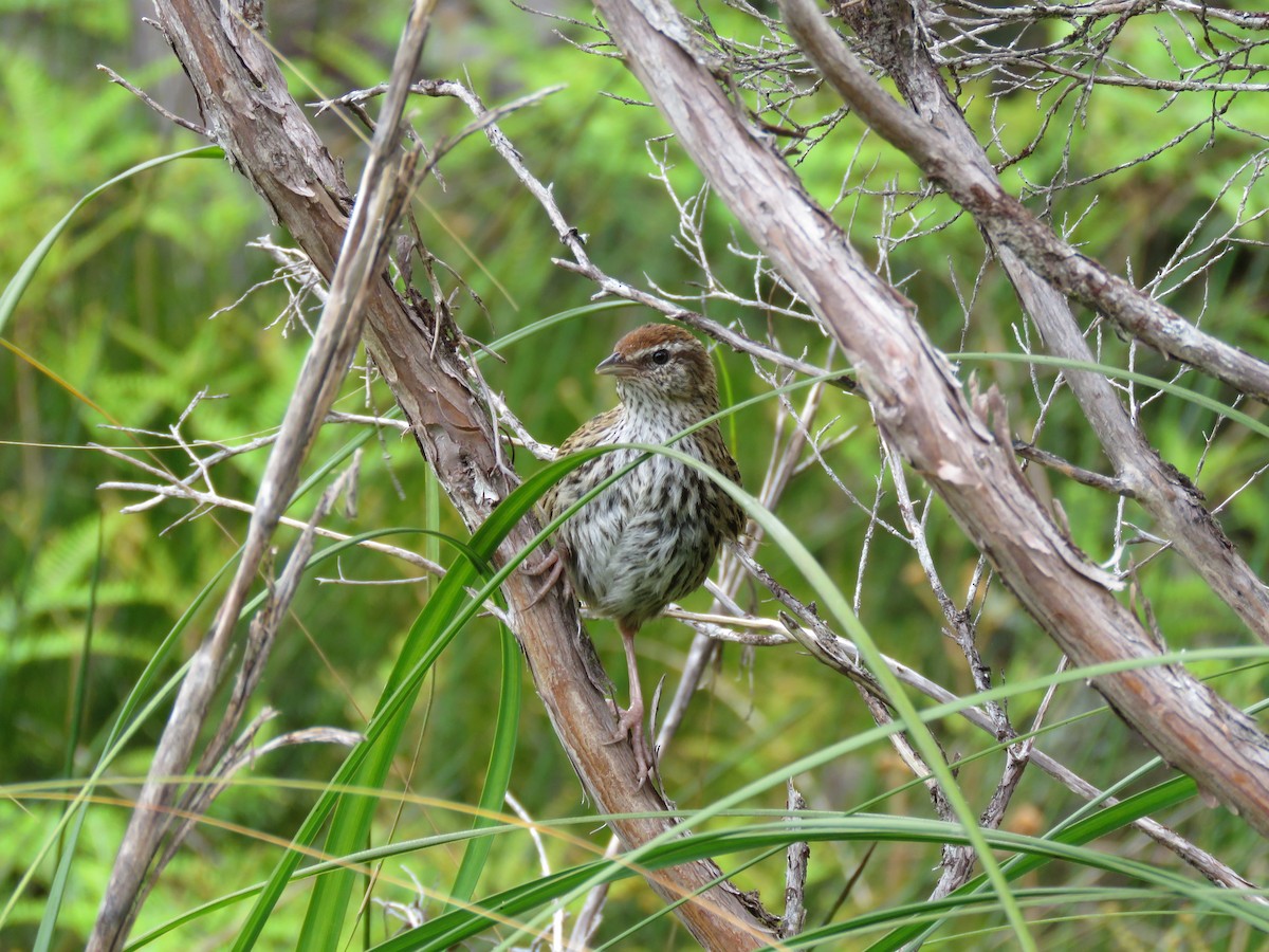 New Zealand Fernbird - ML525348161