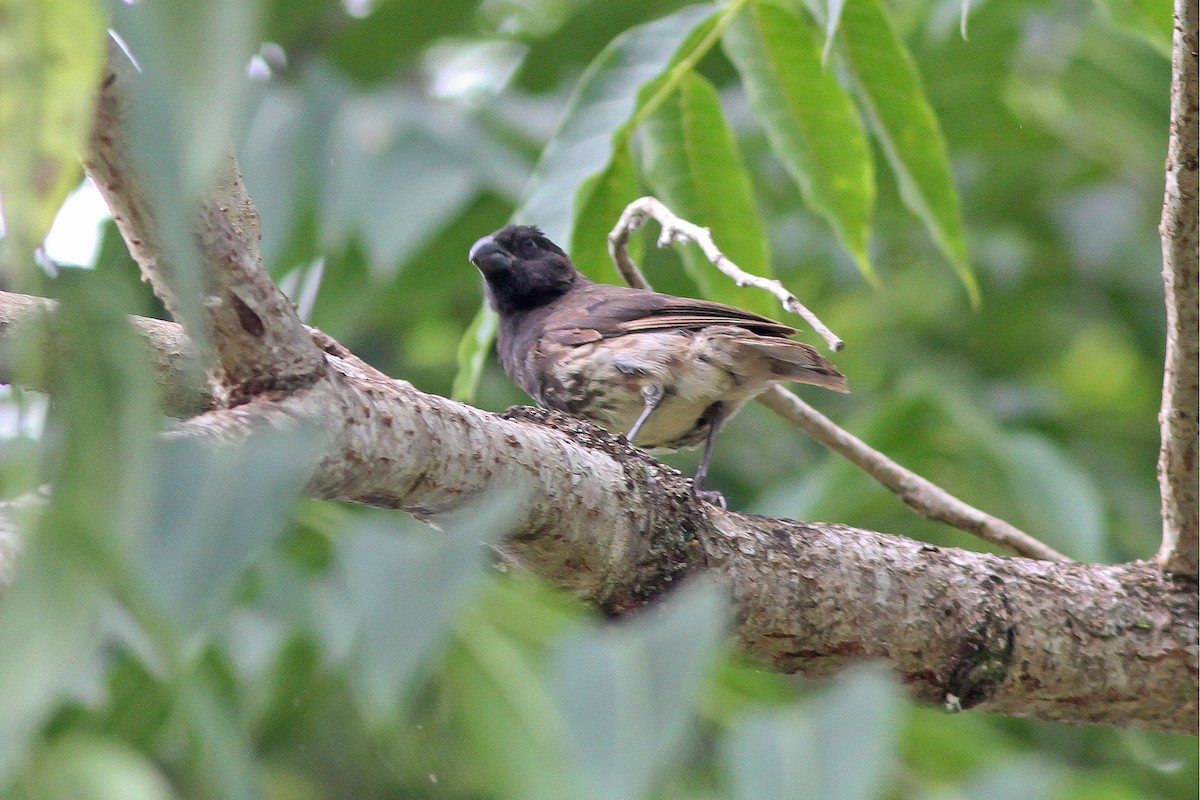 Vegetarian Finch - ML525348291