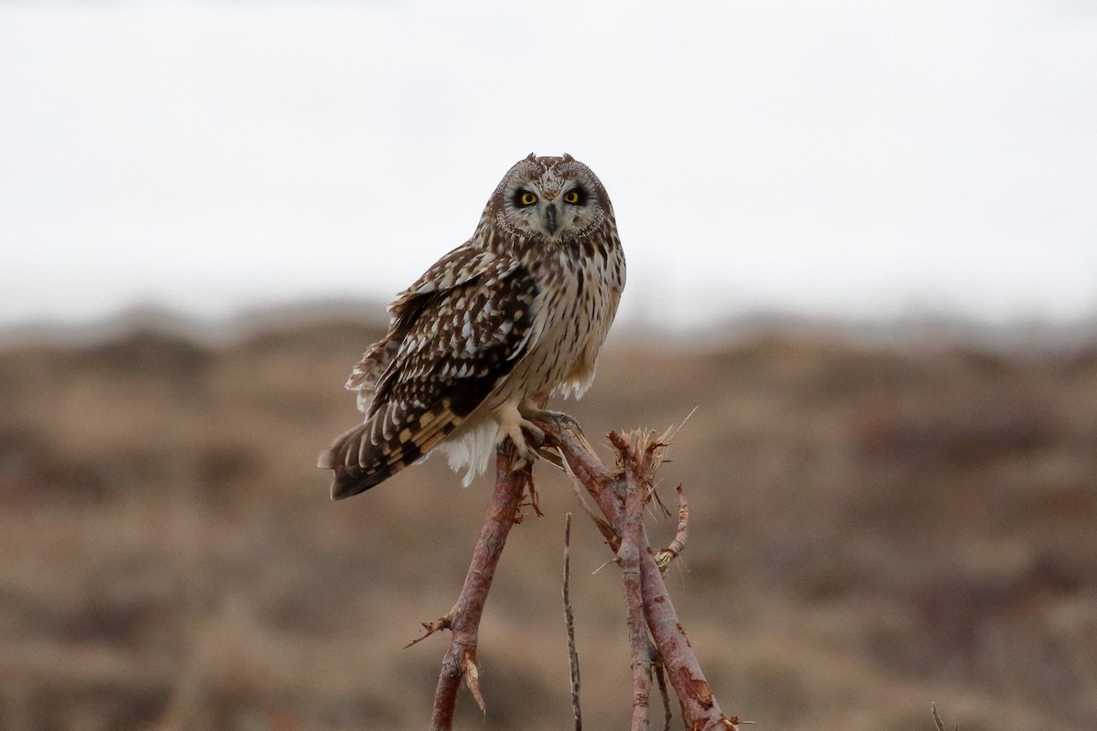 Short-eared Owl - ML525348301