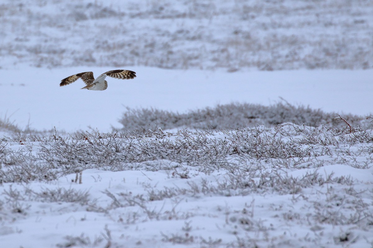 Short-eared Owl - ML525348391