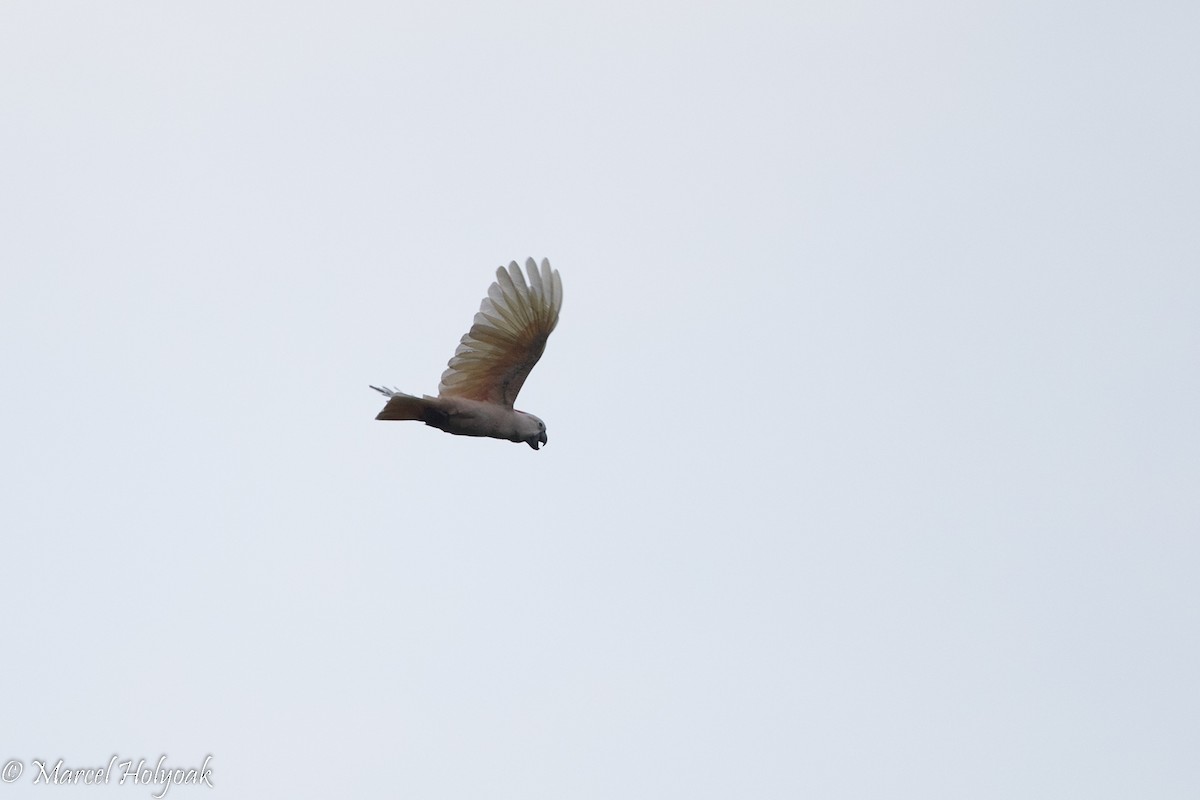 Salmon-crested Cockatoo - ML525349331