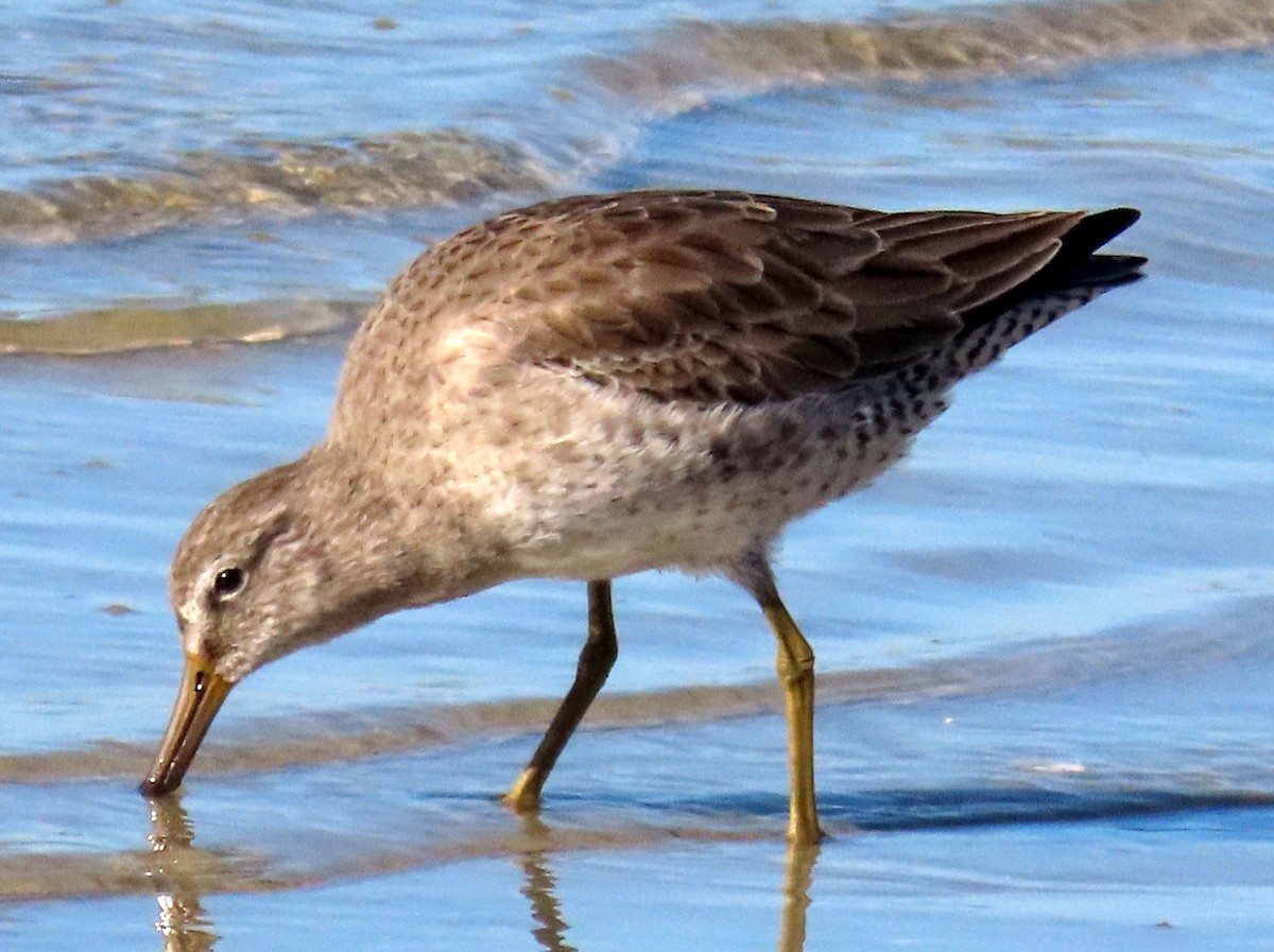 Short-billed Dowitcher - ML525349411