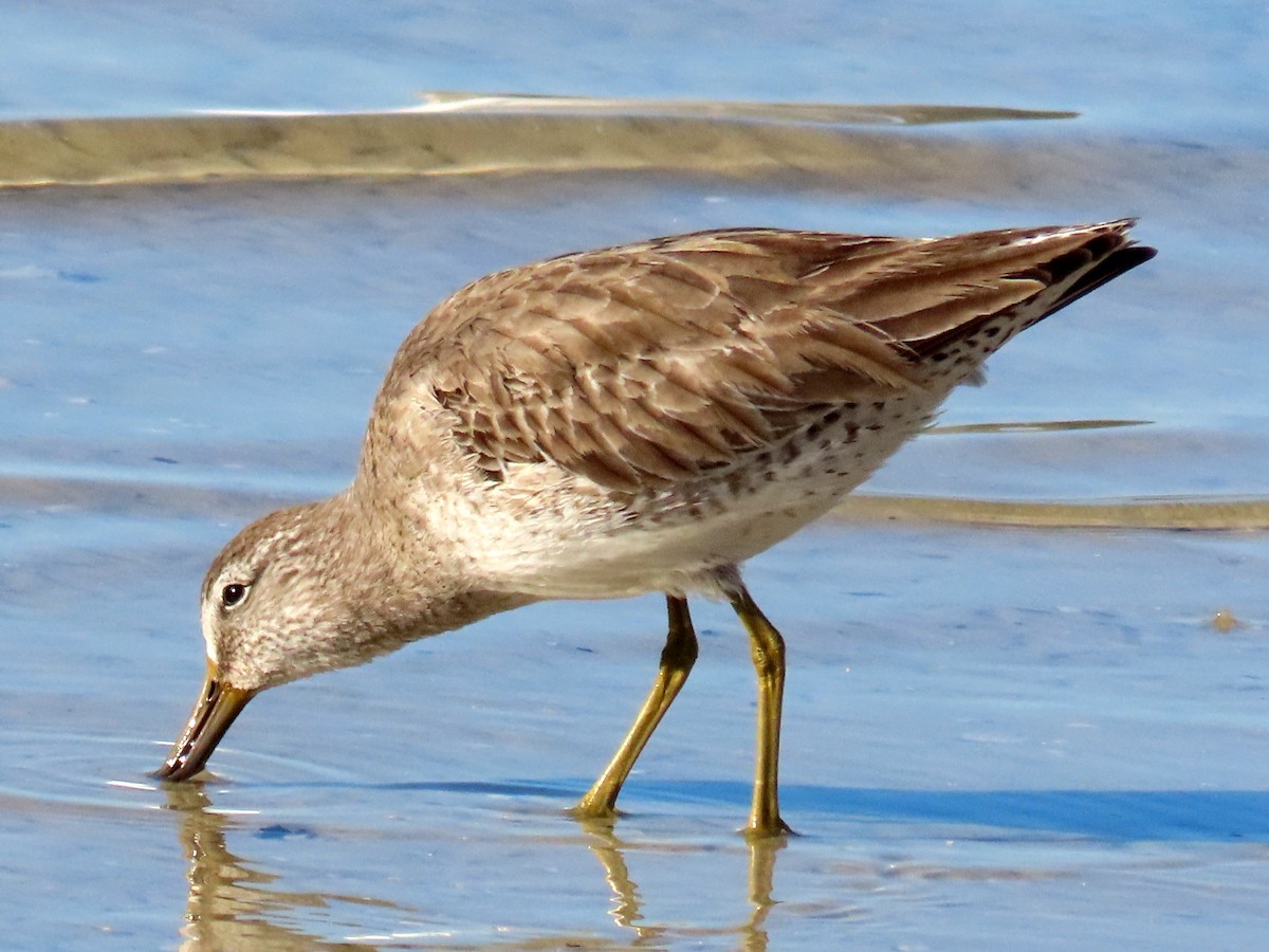 Short-billed Dowitcher - ML525349441