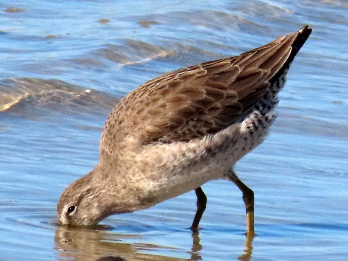 Short-billed Dowitcher - ML525349451