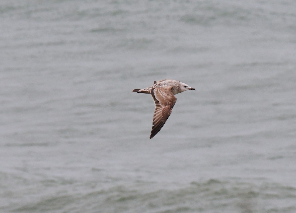 Herring Gull - ML525349551