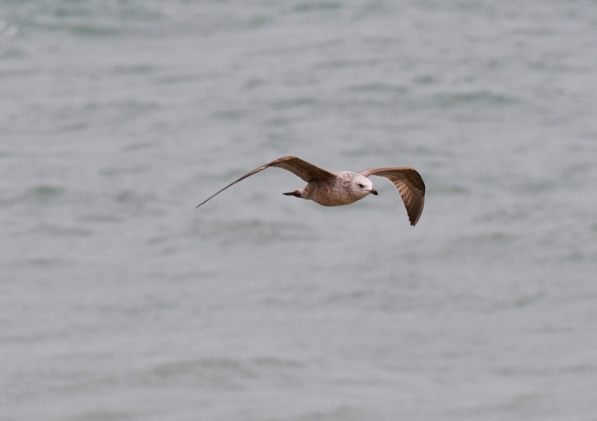 Gaviota Argéntea - ML525350141