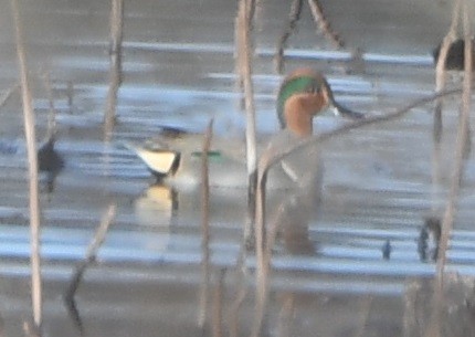Green-winged Teal - ML525350241