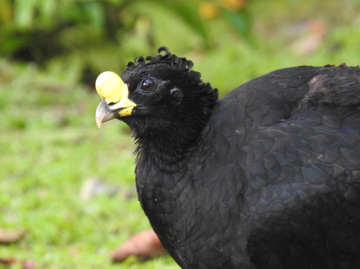 Great Curassow - Glenn Hodgkins