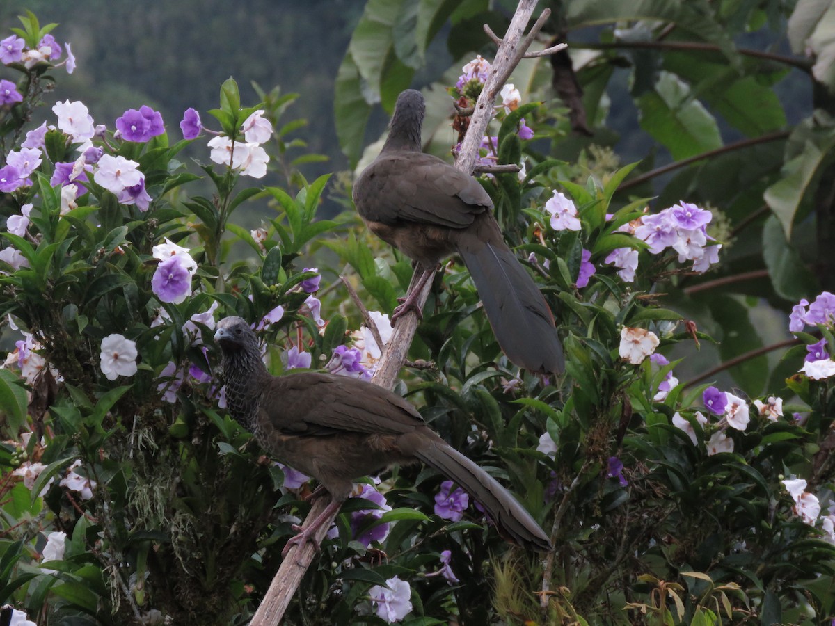 Colombian Chachalaca - ML525350801