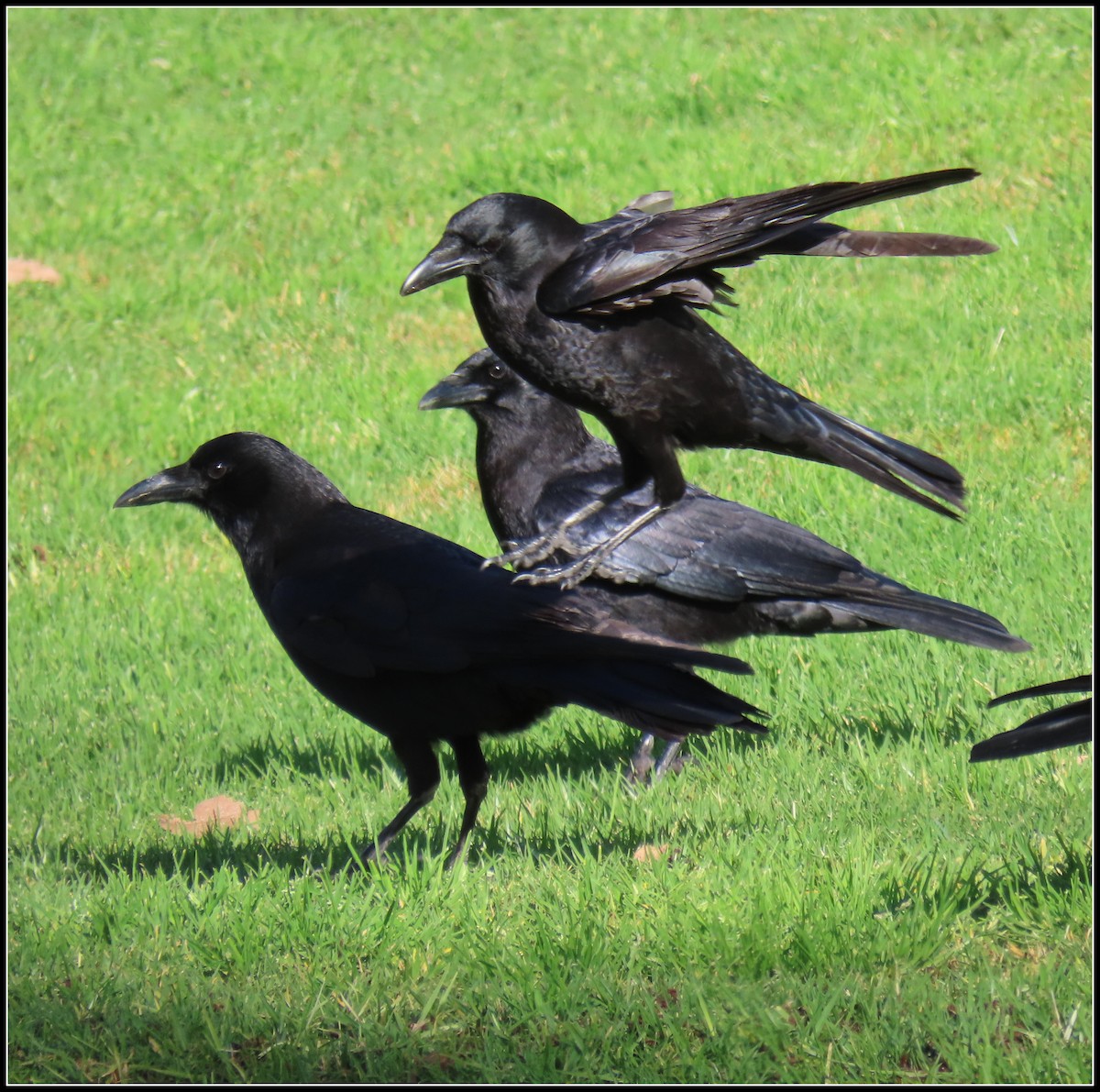 American Crow - ML525351511