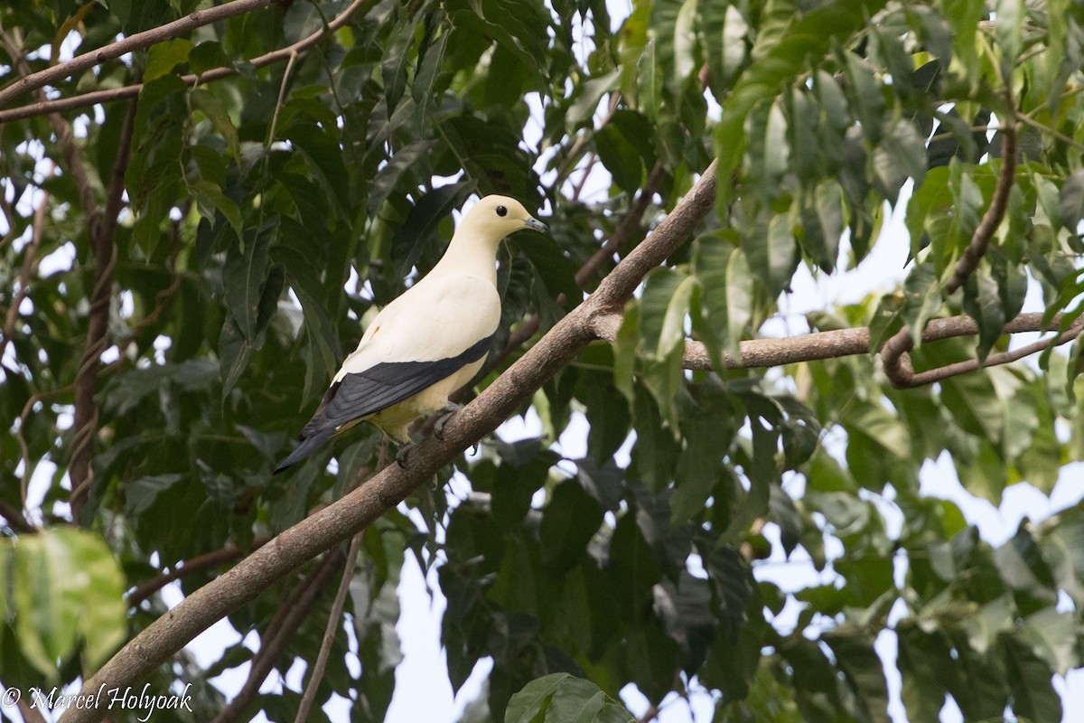 Pied Imperial-Pigeon - Marcel Holyoak