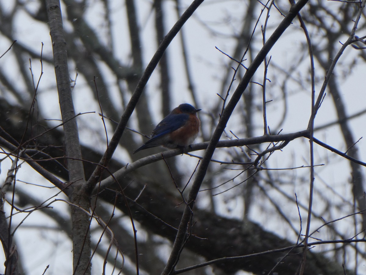 Eastern Bluebird - ML525351731