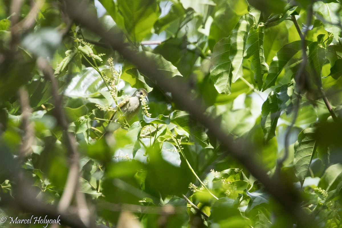 Olive Honeyeater - Marcel Holyoak